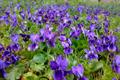 Viola odarata